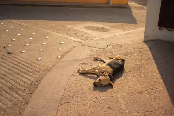 Güneşli bir günde kaldırımda yatan sokak köpeği, yorgun sahipsiz hayvan, insan yok.