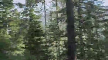 Yosemite Ulusal Parkı 'nda ormanın içinden geçen bir arabanın içinden çekilmiş. Uzun çam ağaçları pencerenin önünden süzülerek doğada huzurlu bir yolculuk hissi uyandıran ritmik ve meditasyonel bir hareket yaratır..