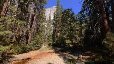Bereketli yeşil ağaçları, berrak mavi gökyüzü ve uzak dağları olan güzel orman manzarası. Yürüyüş, açık hava macerası ve seyahat kavramları için mükemmel bir doğa sahnesi..