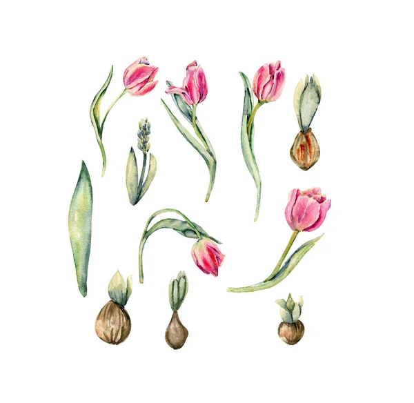 Ręcznie Rysowane Akwarelowe Kwiaty Tulipany Zestaw Kiełkujących Bulw Tulipanowych Idealnie — Wektor stockowy