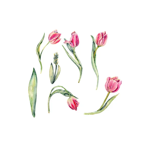 Ręcznie Rysowane Akwarela Różowe Kwiaty Tulipany Zestaw Idealnie Nadaje Się — Wektor stockowy