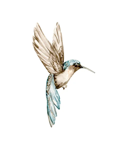 Akvarell Uppsättning Handritade Blå Ummingbird Handritad Med Akvarell Vit Isolerad — Stock vektor