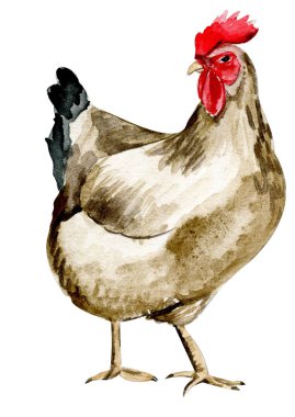 Watercolor hand drawn brown chicken . Watercolor illustration of hen. Hand drawn with watercolour on a white background. Perfect for wedding invitation, greetings card, posters.