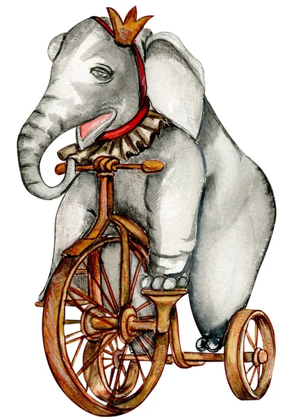 Aquarela Mão Desenhado Circo Elefante Bicicleta Estilo Vintage Desenho Elefante — Fotografia de Stock