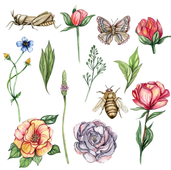 Akvarel Illustration Sæt Blomster Elementer Buterfly Håndtegnede Blomstrende Blomster Med - Stock-foto