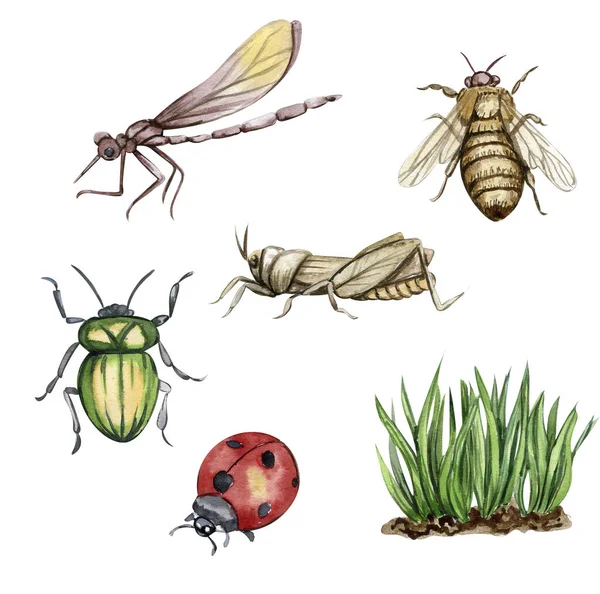 Aquarel Illustratie Set Van Insecten Sprinkhaan Hommel Libel Handgetekende Elementen — Stockfoto