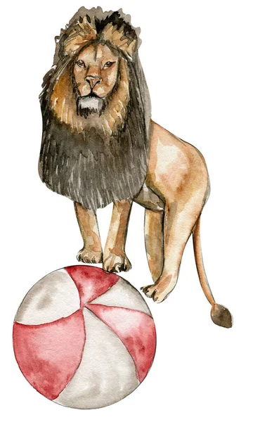 水彩画手绘马戏团狮子老式风格 一只狮子用红球画在上面的图画 完美的婚礼 邀请函 卡片模板 生日卡片和婴儿卡片 — 图库照片