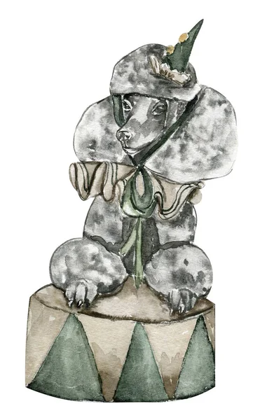 Akwarela Ręcznie Narysowany Pies Cyrkowy Kuli Stylu Vintage Idealny Wesele — Zdjęcie stockowe