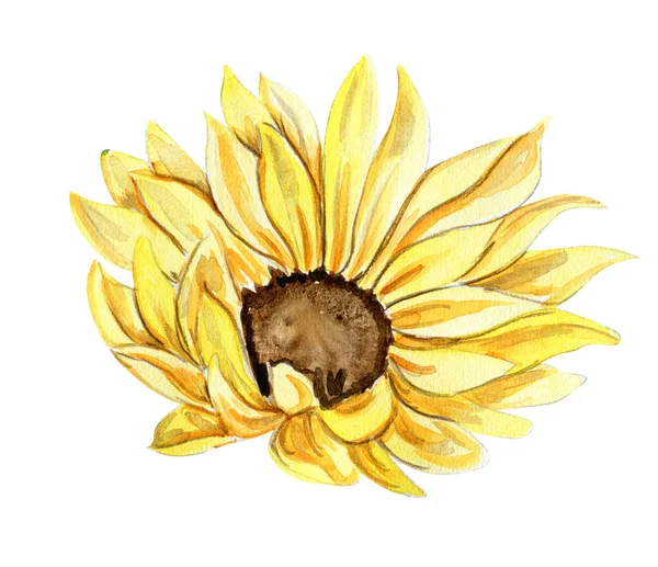 Соняшник Акварельна Квітка Ручна Намальована Ілюстрація Ізольована Білому Літній Жовтий — стокове фото