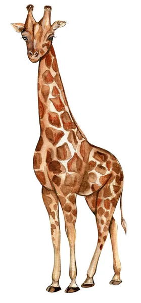 Akwarela Żyrafa Ilustracja Cartoon Tropikalne Zwierzę Egzotyczny Letni Projekt Dżungli — Zdjęcie stockowe
