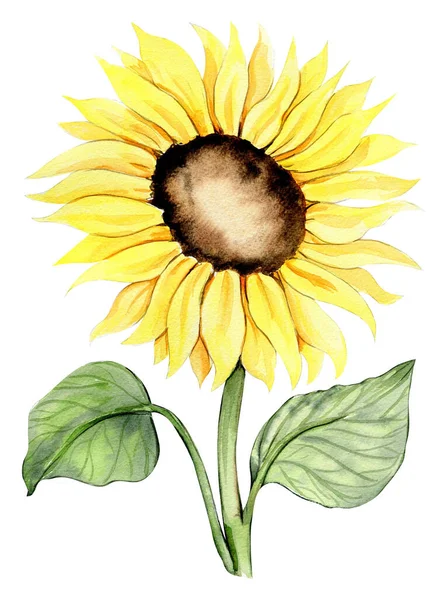 stock image Sunflower, watercolor flower. Hand drawn illustration isolated on white. Summer yellow garden. Designf for baby shower party, birthday, cake, holiday celebration design, greetings card,invitation.