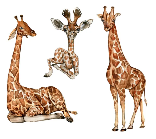 Watercolor giraffe illustration set. Cartoon tropical animal, exotic summer jungle design.Hand drawn designf for baby shower party, birthday,cake, holiday celebration design,greetings card,invitation.