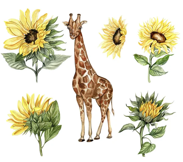 Akvarell Giraff Och Solrosor Illustration Set Tecknad Tropisk Djur Exotisk — Stockfoto