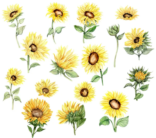 Sonnenblume Aquarell Blume Set Handgezeichnete Illustration Isoliert Auf Weiß Sommergelber — Stockfoto
