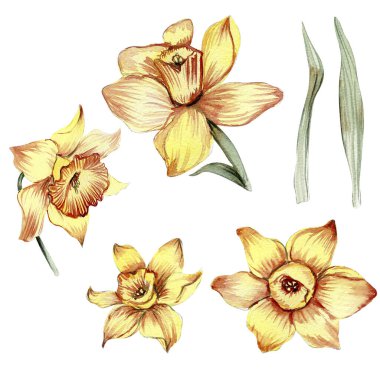 Narcissus, suluboya çiçek seti. Beyazın üzerine el çizimi illüstrasyon. Yaz sarısı bahçesi. Bebek partisi, doğum günü, pasta, bayram kutlama tasarımı, tebrik kartı, davetiye.