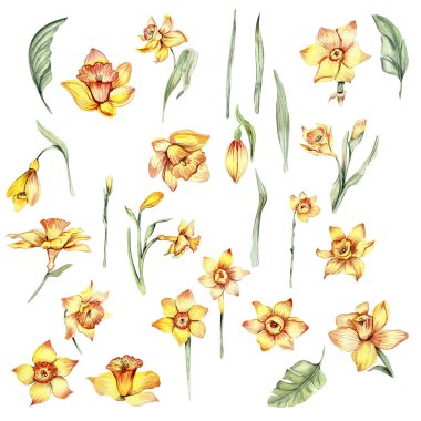Narcissus, suluboya çiçek seti. Beyazın üzerine el çizimi illüstrasyon. Yaz sarısı bahçesi. Bebek partisi, doğum günü, pasta, bayram kutlama tasarımı, tebrik kartı, davetiye.
