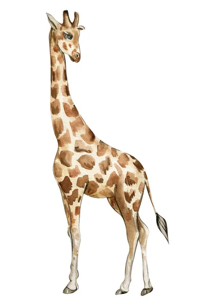 Illustrazione Giraffa Acquerello Animale Tropicale Dei Cartoni Animati Disegno Esotico — Foto Stock
