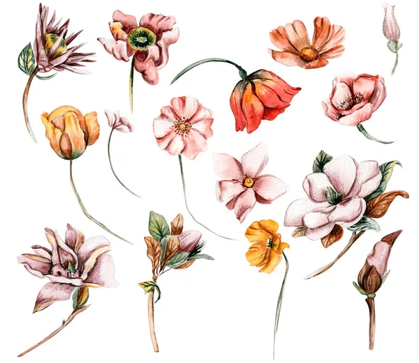 Sonbahar Çiçekleri Yapraklar Böğürtlenler Çizimi Sonbahar Yaprakları Elementleri Sonbaharın Çizimi — Stok fotoğraf