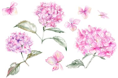 Pembe ortanca çiçeği. Kartlar, arka planlar için. Albüm koleksiyonu için suluboya çizimi. Düğün davetiyesi için mükemmel..