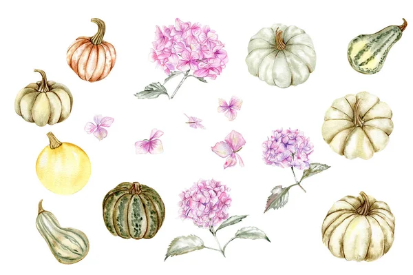 秋季设置与粉红色的绣球和南瓜 对于卡片 用于剪贴簿的水彩画 完美的婚宴请柬 — 图库照片