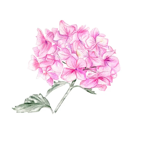 Рожева Квітка Гортензії Карт Фонів Акварельна Ілюстрація Скрапбукінгу Ідеально Підходить — стокове фото