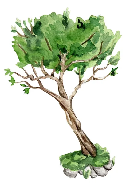 Green Tree Watercolor Hand Drawn Illustration Perfect Greeting Card Poster — Stock Photo, Image