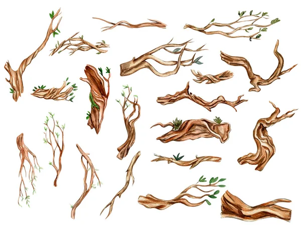Yaprakları Dalları Olan Ağaç Parçaları Suluboya Çizimi Çizimi Tebrik Kartı — Stok fotoğraf