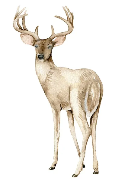 Cervos Natal Aquarela Moradores Floresta Watercolor Ilustração Desenhada Mão Férias — Fotografia de Stock