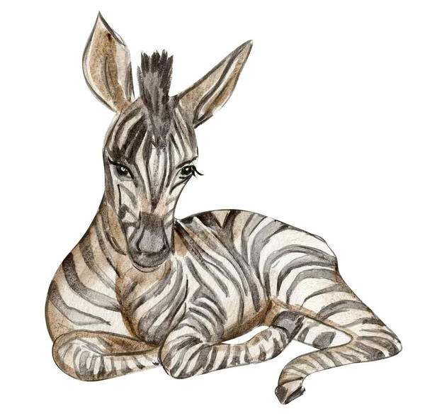 Zebra Illusztráció Akvarell Kézzel Rajzolt Trópusi Állat Designf Babaköszöntő Party — Stock Fotó