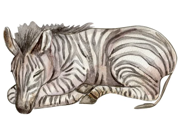 Ilustracja Zebry Akwarela Ręcznie Rysowane Tropikalne Zwierzę Designf Baby Shower — Zdjęcie stockowe