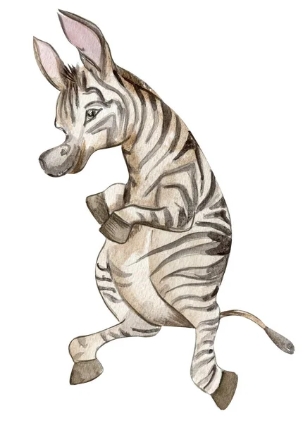 Zebra Illustration Handgezeichnetes Tropisches Tier Design Für Babydusche Party Geburtstag — Stockfoto