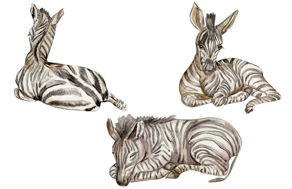 Zebra Illustratie Aquarel Met Hand Getekend Tropisch Dier Ontwerpen Voor — Stockfoto