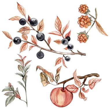 Kırmızı bir Rowan ve solmuş bir elma ağacının sonbahar çizimi. Sonbaharın el çizimi. Koleksiyon defteri, çocuk tasarımı, düğün davetiyesi, posterler, tebrik kartları, parti dekorasyonu için mükemmel..