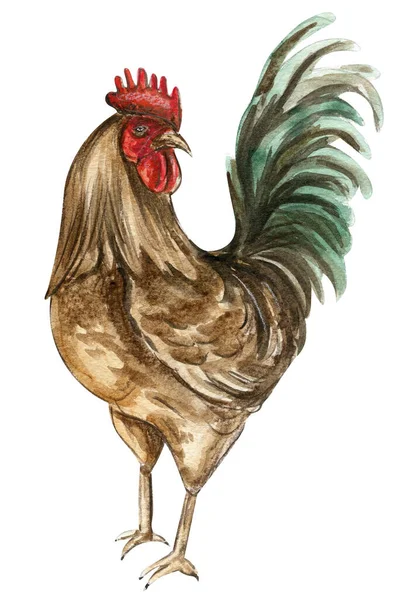 Akvarell Ritning Kuk Handritad Tupp Konstnärlig Målning Illustration Fåglar Akvarell — Stockfoto