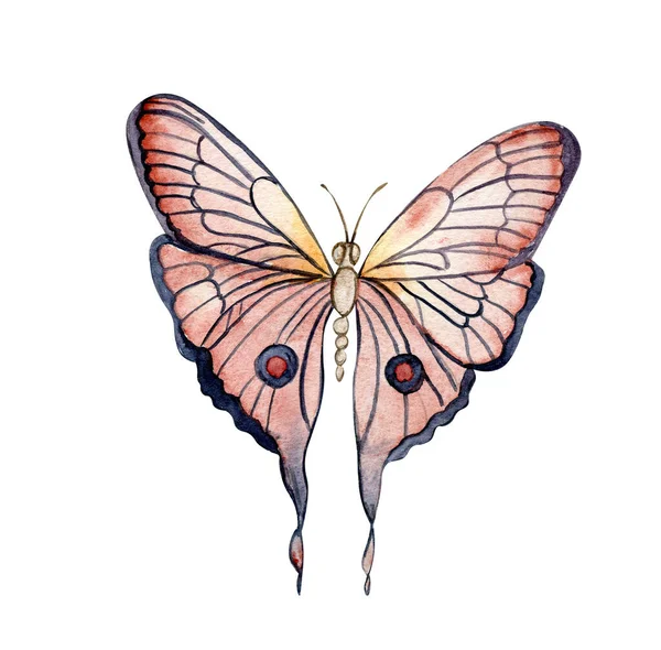Barevný Akvný Motýl Ilustrace Motýla Panovníka Ručně Kreslený Hmyz Ilustrace — Stock fotografie