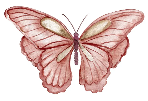 Acuarela Mariposa Colorida Ilustración Mariposa Monarca Ilustración Insectos Dibujada Mano —  Fotos de Stock
