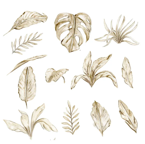 Aquarela Mão Desenhado Folhas Tropicais Ilustração Perferct Para Design Papel — Fotografia de Stock