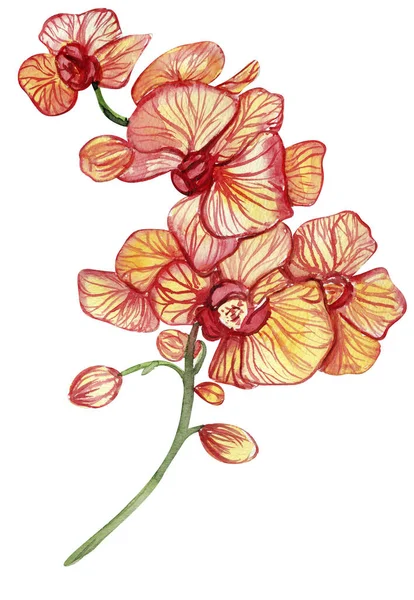 Orkide Dalı Kartlar Arka Planlar Hatıra Defterleri Için Suluboya Çizimi — Stok fotoğraf