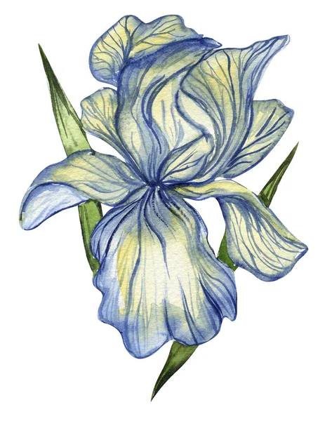 Ris Çiçeği Kağıt Arkaplan Hatıra Defteri Için Suluboya Çizimi Düğün — Stok fotoğraf