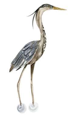 Suluboya el balıkçıl kuşu çizdi. Vahşi hayvanın suluboya çizimi. Düğün davetiyesi, tebrik kartı, posterler için mükemmel..