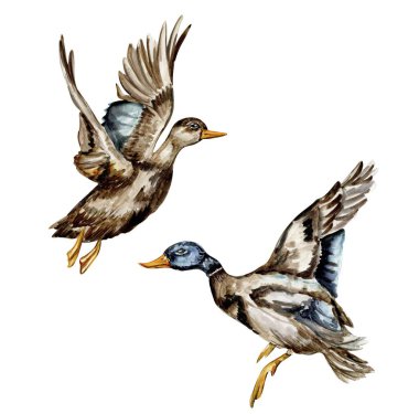 Suluboya el çizimi ördek kuşu. Vahşi hayvanın suluboya çizimi. Düğün davetiyesi, tebrik kartı, posterler için mükemmel..