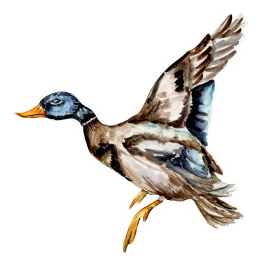 Suluboya el çizimi ördek kuşu. Vahşi hayvanın suluboya çizimi. Düğün davetiyesi, tebrik kartı, posterler için mükemmel..