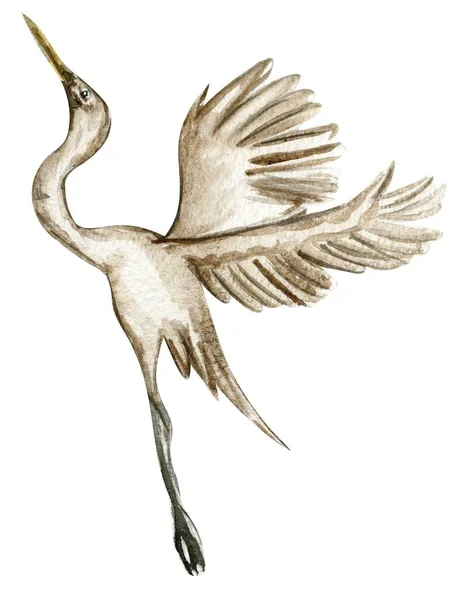 Akvarell Hand Dras Heron Fågel Akvarell Illustration Vilda Djur Perfekt — Stockfoto