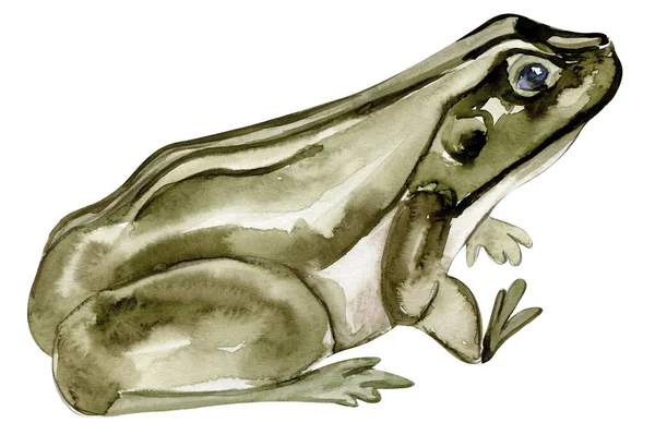 水彩画青蛙 野生动物的水彩画 完美的婚宴请柬 问候卡 — 图库照片
