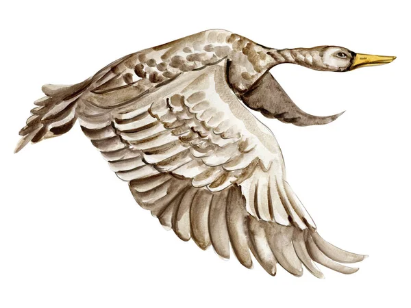 Aquarel Met Hand Getekende Zwaan Vogel Aquarel Illustratie Van Wilde — Stockfoto
