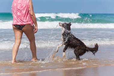 Canis lupus familiaris, bir Border Collie. Bir köpek kumsalda arkadaşıyla oynuyor, dalgalarda ve suda, oynak ve ıslak..
