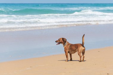 Canis lupus familiaris Fell Terrier. Kumsalda bir köpek, neşeli, doğada eğleniyor..