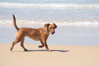 Canis lupus familiaris Fell Terrier. Kumsalda bir köpek, neşeli, doğada eğleniyor..