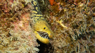 Enchelycore anatina. Sarı ve siyah moray balığı. Dişleri ve gözleri suyun altında.