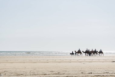 Turistler essaouira, Fas sahilinde deve sürüşünün keyfini çıkarıyorlar.